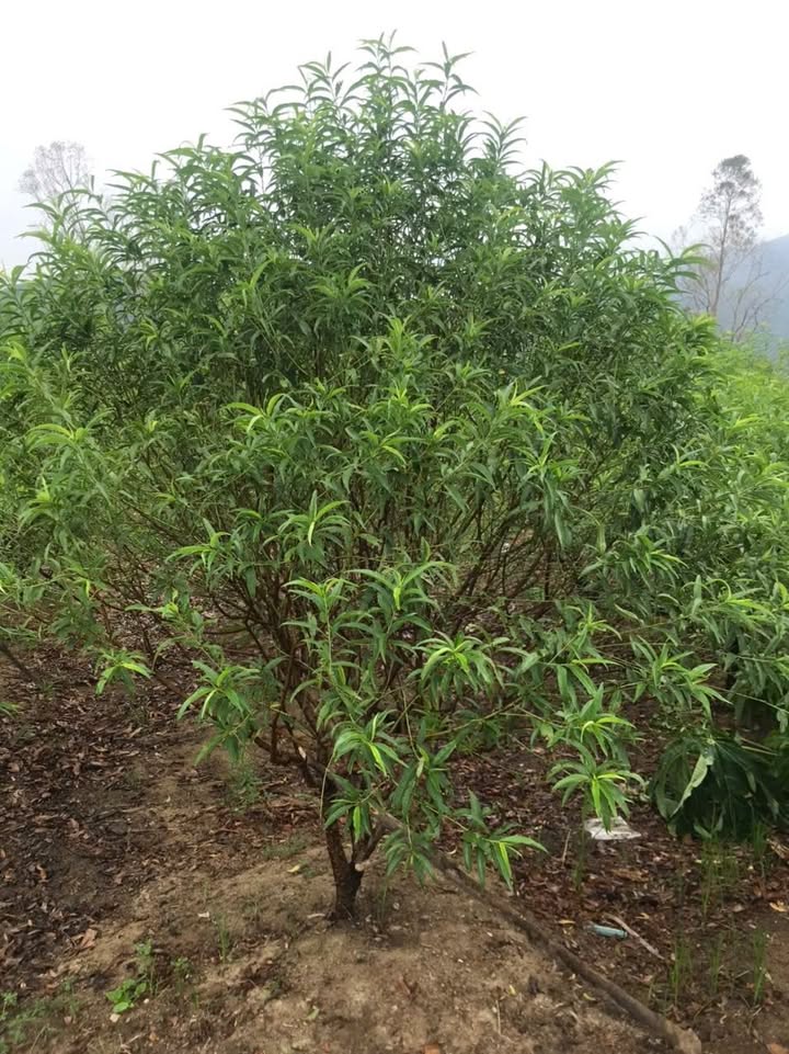 Đất vườn sinh thái Cổ Đạm Nghi Xuân 6400m² giá 20 tỷ - Cơ hội đầu tư hấp dẫn!