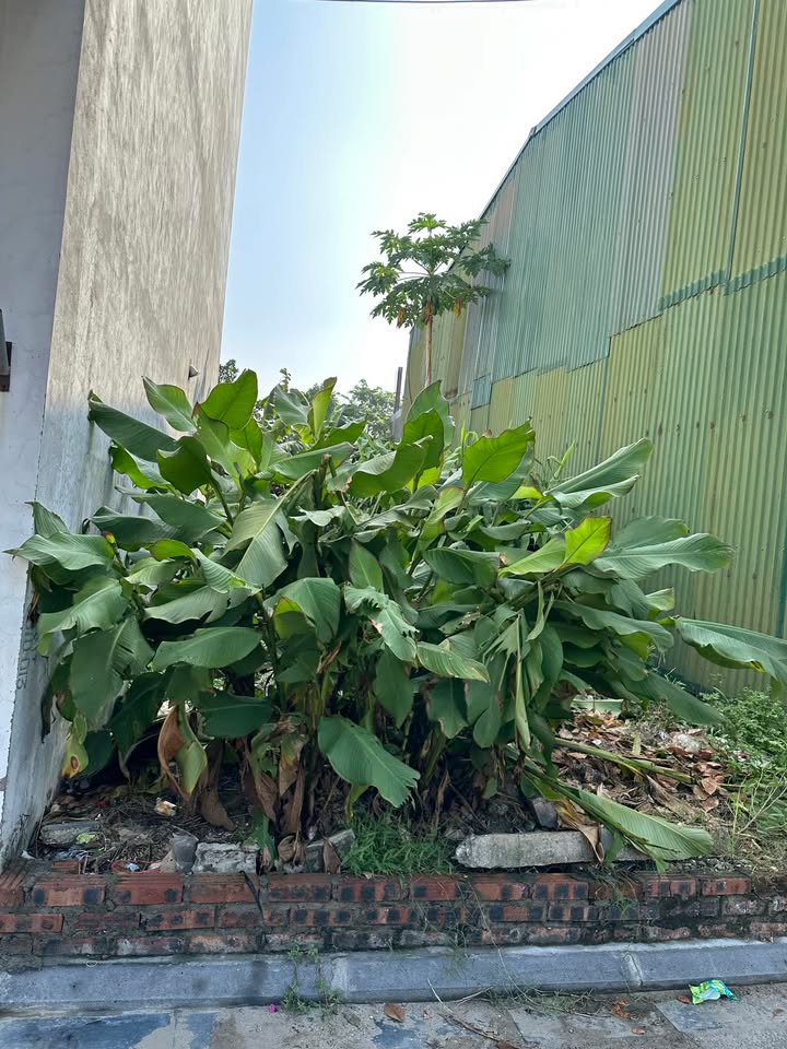 Đất nền KCN Bắc Thăng Long Kim Chung 55m² giá 3.5 tỷ - Vị trí đắc địa chờ bạn!