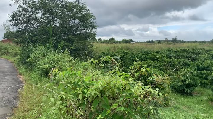 Farm 2.8ha tại xã Ea Ô, huyện Ea Kar - Giá chỉ 9 tỷ VND!