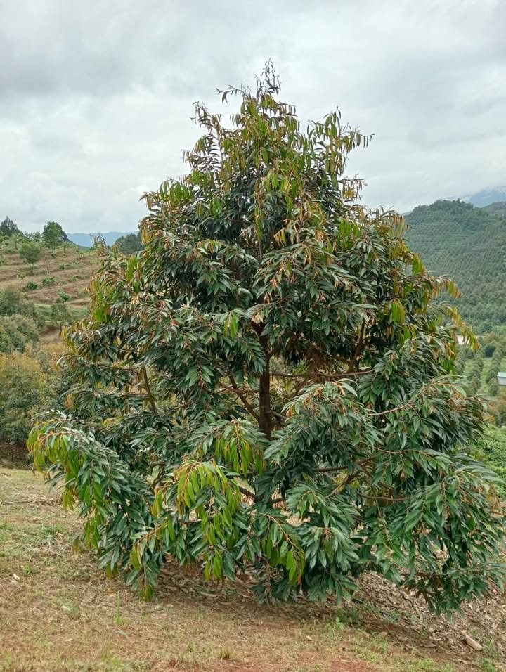 Đất nền Hà Lâm 3132m² giá 2.7 tỷ - Sổ đỏ chính chủ, sang tên ngay!