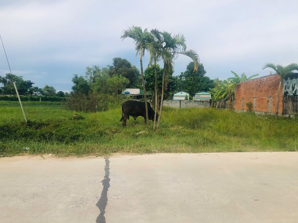 Đất nền tại Nguyễn Thông, Tân Bình, La Gi 493m² giá 2.8 tỷ - Đầu tư sinh lời tiềm năng!