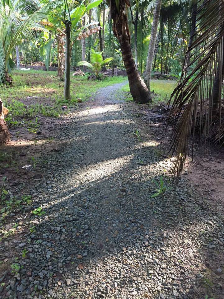 Đất nền Long Mỹ, Giồng Trôm, Bến Tre 275m² giá 500 triệu - Cơ hội đầu tư sinh lời!