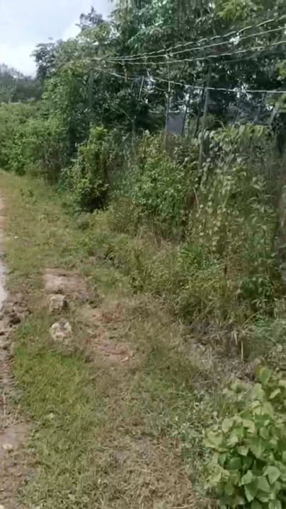 Đất Farm 5ha mặt đường đất Thanh Lương, Bình Long - Giá chỉ 600 triệu!