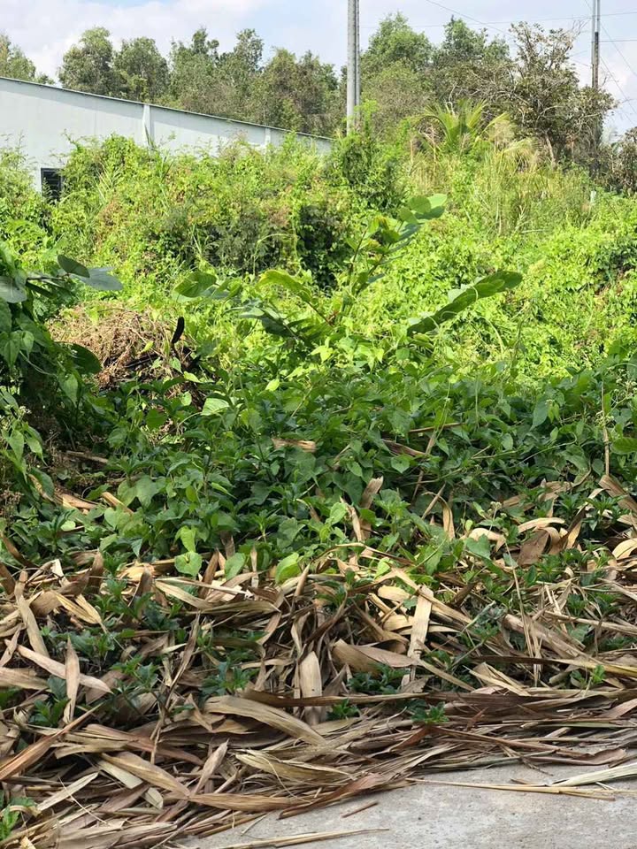 Đất nền mặt tiền Đan 2m, Bình Phước, Vĩnh Long 174m² giá 220 triệu - Đầu tư sinh lời ngay!