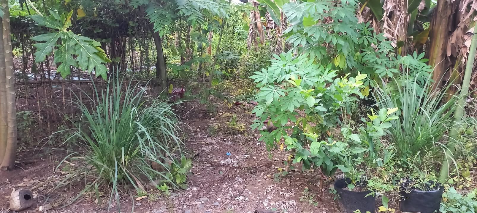 Đất nền chính chủ phường Tân Ngãi, TP Vĩnh Long 100m² giá 700 triệu - Cơ hội vàng đầu tư!