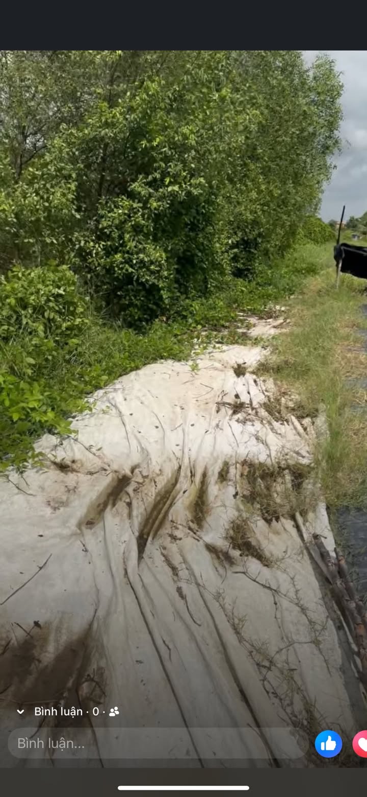 Đất nền 9000m² ở Tân Chánh, Cần Đước - Giá 2.5 tỷ, đầu tư sinh lời!