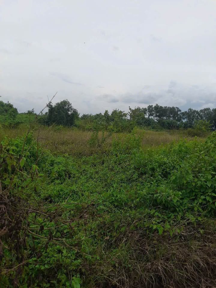 Đất Farm 1800m² xã Thuận Thành, Bình Chánh - Giá 1.1 tỷ, cơ hội đầu tư hấp dẫn!