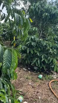 Đất nền Liên Hà 8m² giá 4.2 tỷ - Sổ đỏ chính chủ, đầu tư sinh lời!