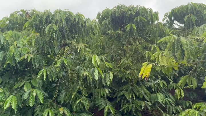 Đất nền Đan Phượng 1103m² giá chỉ 800 triệu - Đầu tư sinh lời ngay!