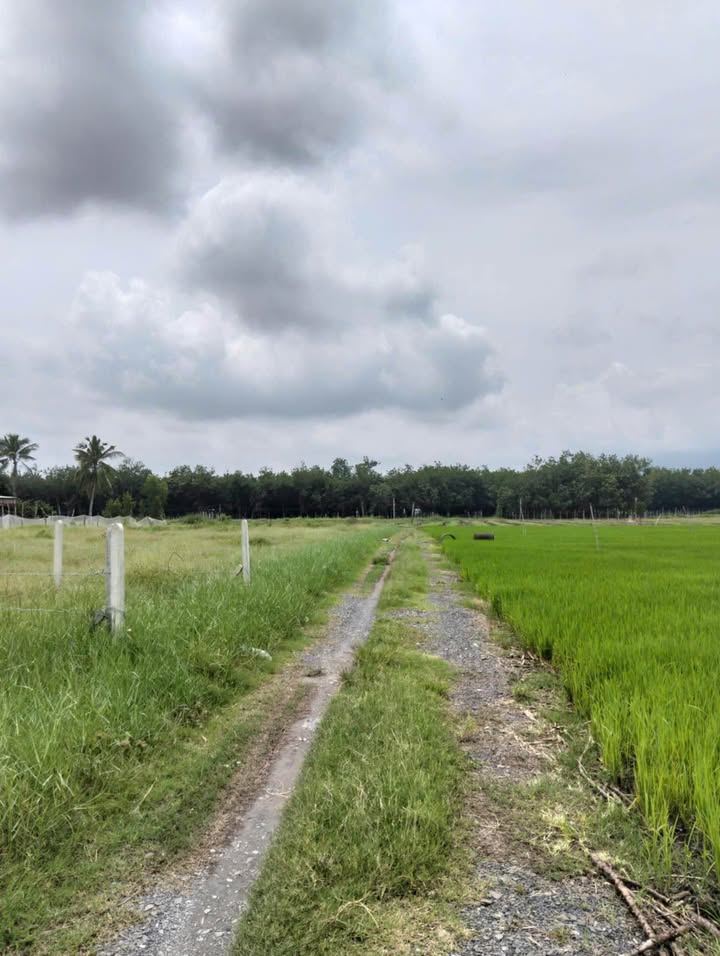 Đất thổ cư Tân Phú, Tân Châu, Tây Ninh 135m² giá chỉ 180 triệu - Cơ hội đầu tư tuyệt vời!