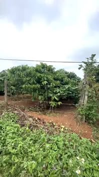 Đất nền Tân Lập - Buôn Ma Thuột 2.100m² giá 650 triệu - Sổ hồng chính chủ!