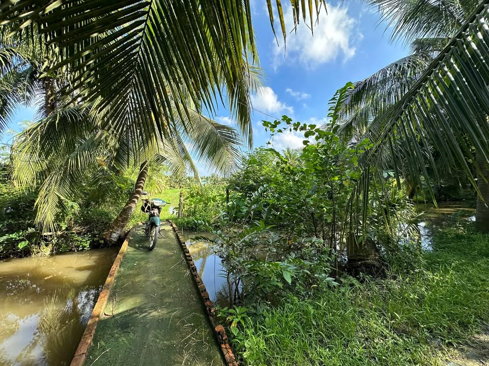 Đất vườn nghỉ dưỡng tại xã An Thạnh Thủy, Tiền Giang 3386m² - Giá tốt cho đầu tư!