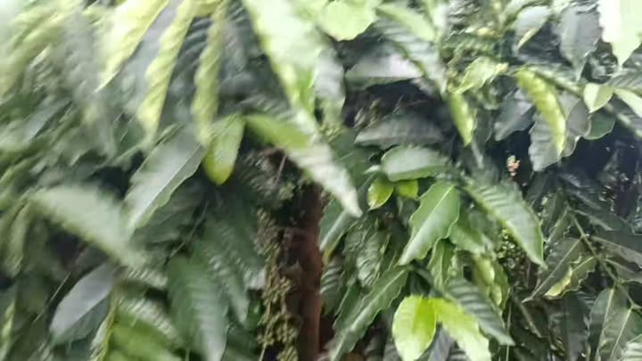 Đất nền 1.2ha tại Đắk R'Tih, Tuy Đức - Chỉ 699 triệu - Cơ hội đầu tư hấp dẫn!