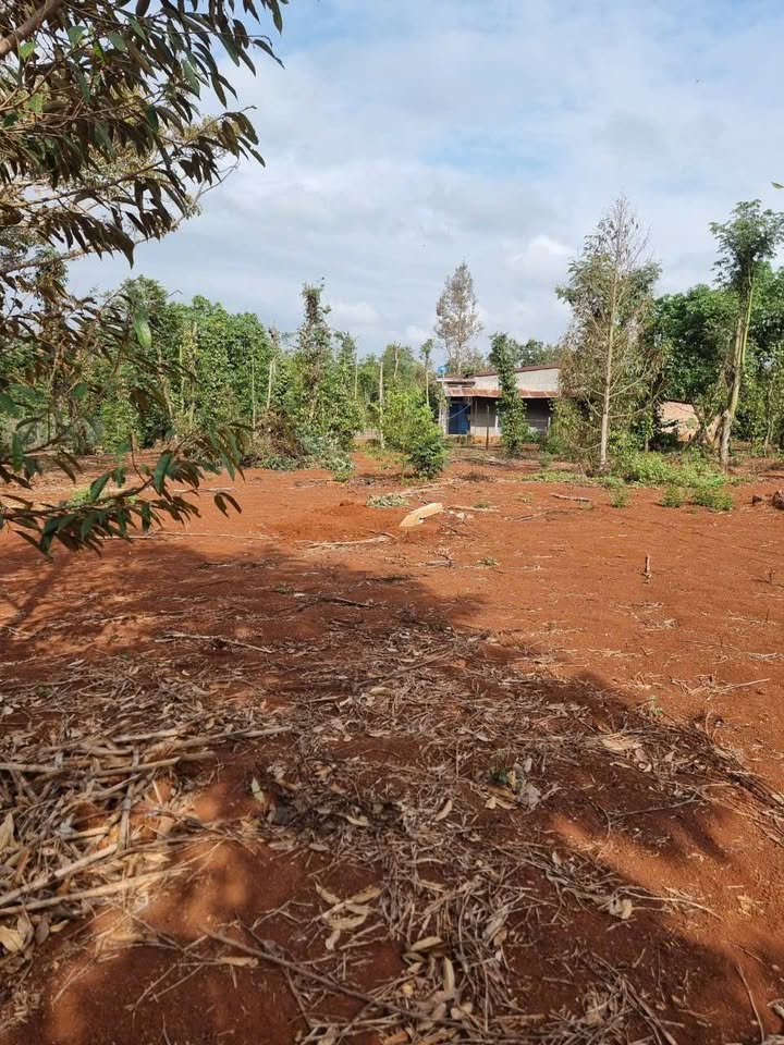 Lô đất Ea Ning 175m² giá 240 triệu - Đầu tư sinh lời cao!