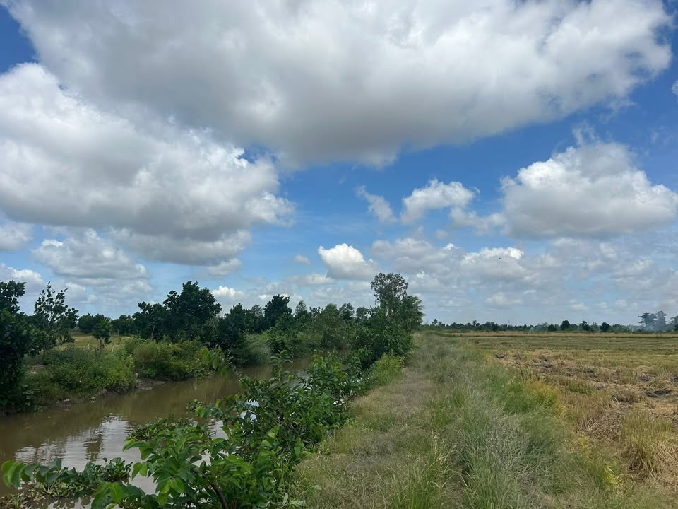 Đất ruộng chính chủ 7455m² tại Tân Hội Trung - Giá 1.35 tỷ, thương lượng dễ dàng!