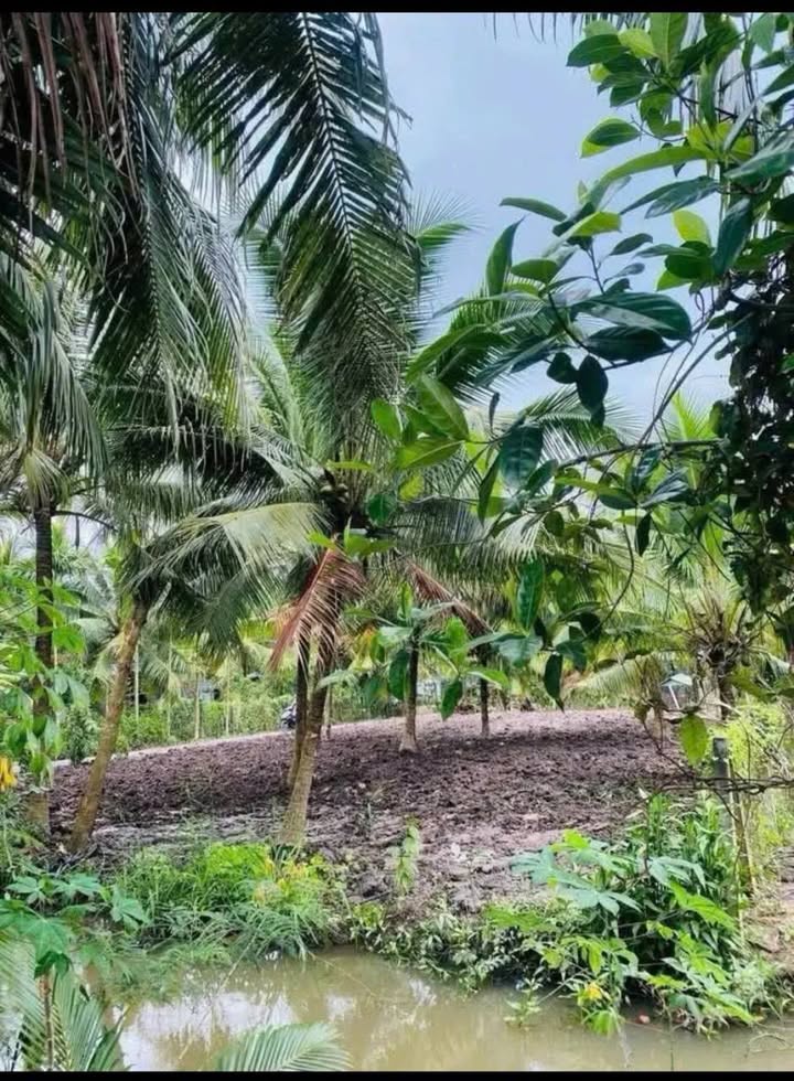 Đất 2 mặt tiền Ấp Lương Phú B, Chợ Gạo, 584.9m² giá 2.6 tỷ - Đầu tư sinh lời ngay!