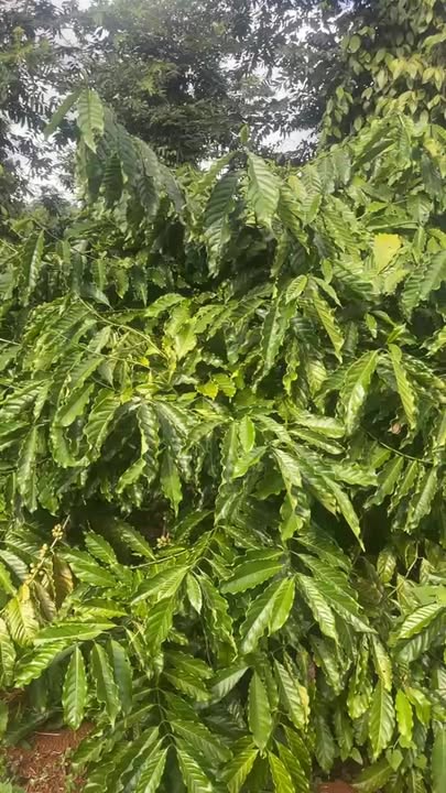 Đất nền Thuận Hạnh Đăk Song 36.000m² giá chỉ 1.6 tỷ - Cơ hội đầu tư tuyệt vời!