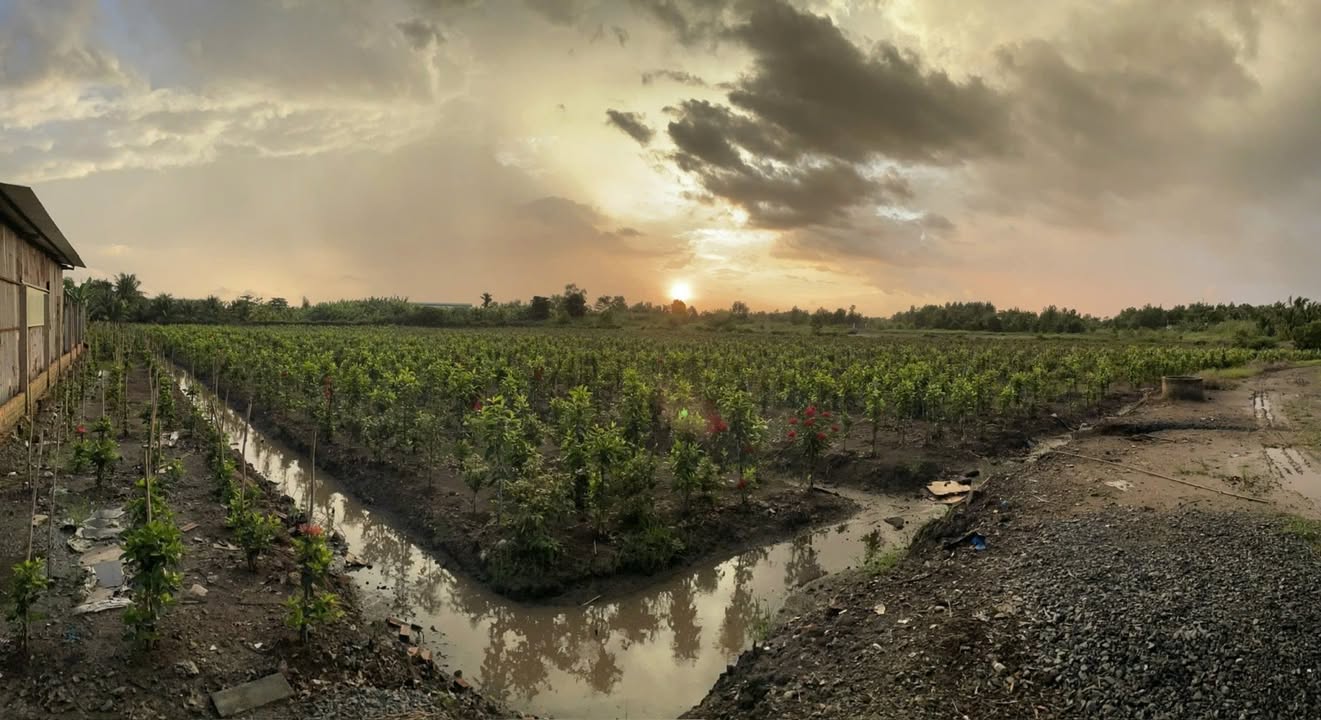 Đất Vườn Thơm, Bình Lợi, Bình Chánh 5000m² giá 3.5 tỷ - Cơ hội đầu tư hấp dẫn!