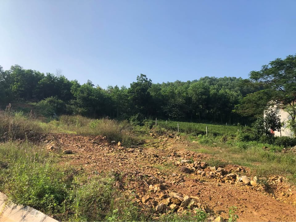 Đất trồng cây lâu năm 1000m² tại phường Bá Xuyên - Giá chỉ 780 triệu VND!