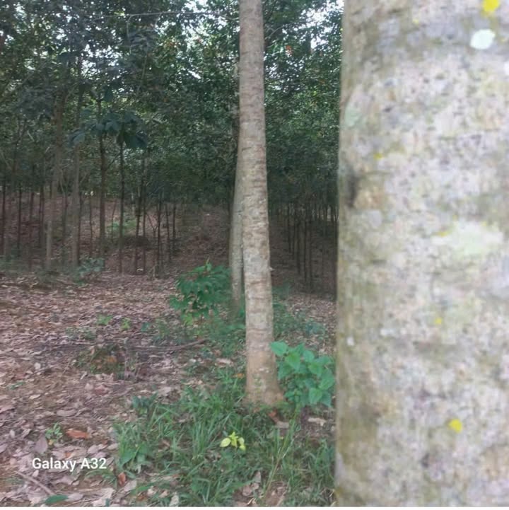 Farm 1.7ha tại Ấp 3, Tân Thành - Giá 3.3 tỷ, Sổ đỏ chính chủ!