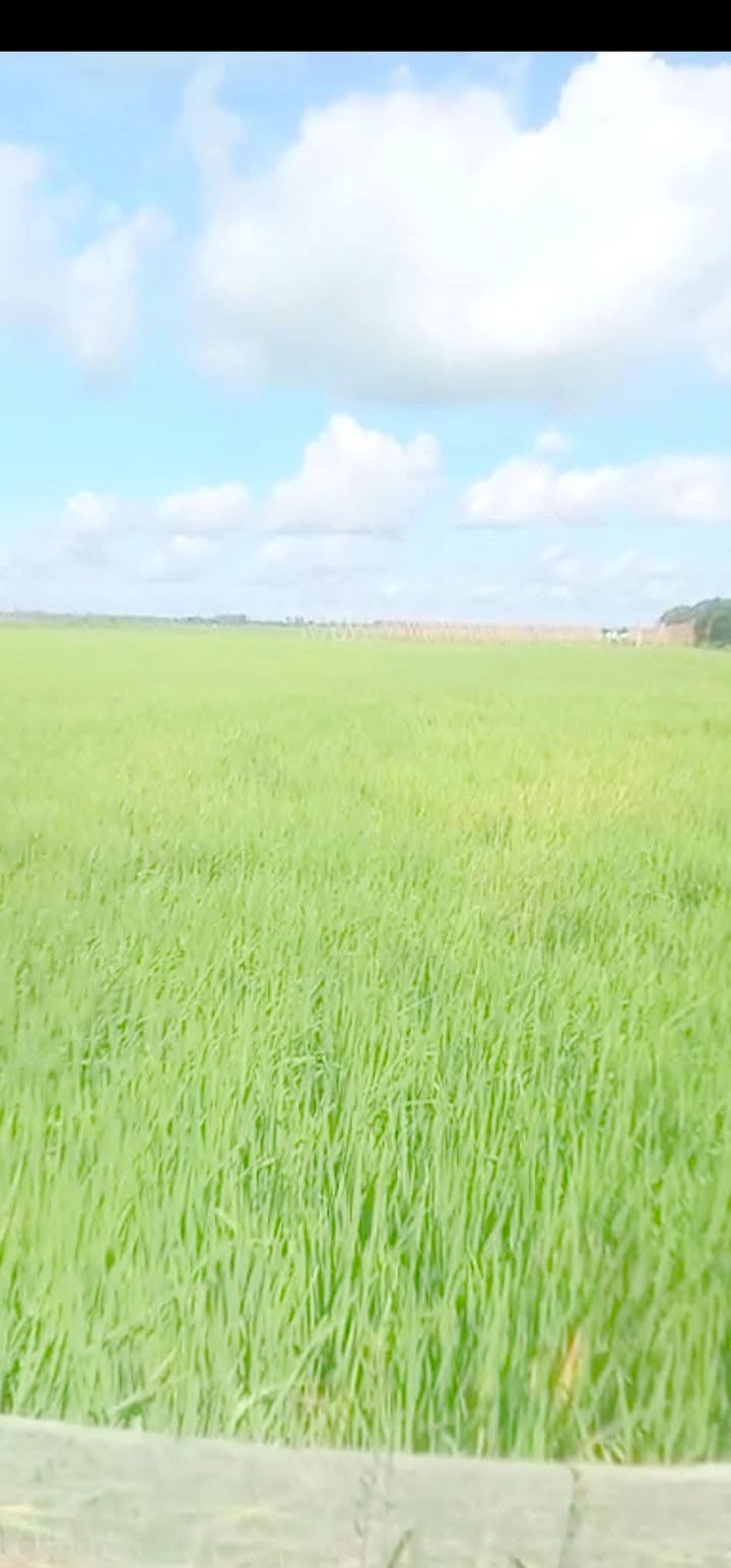 Đất lúa 6000m² tại đường Cộ số 5 Tân Châu - Giá hấp dẫn chỉ 400 triệu