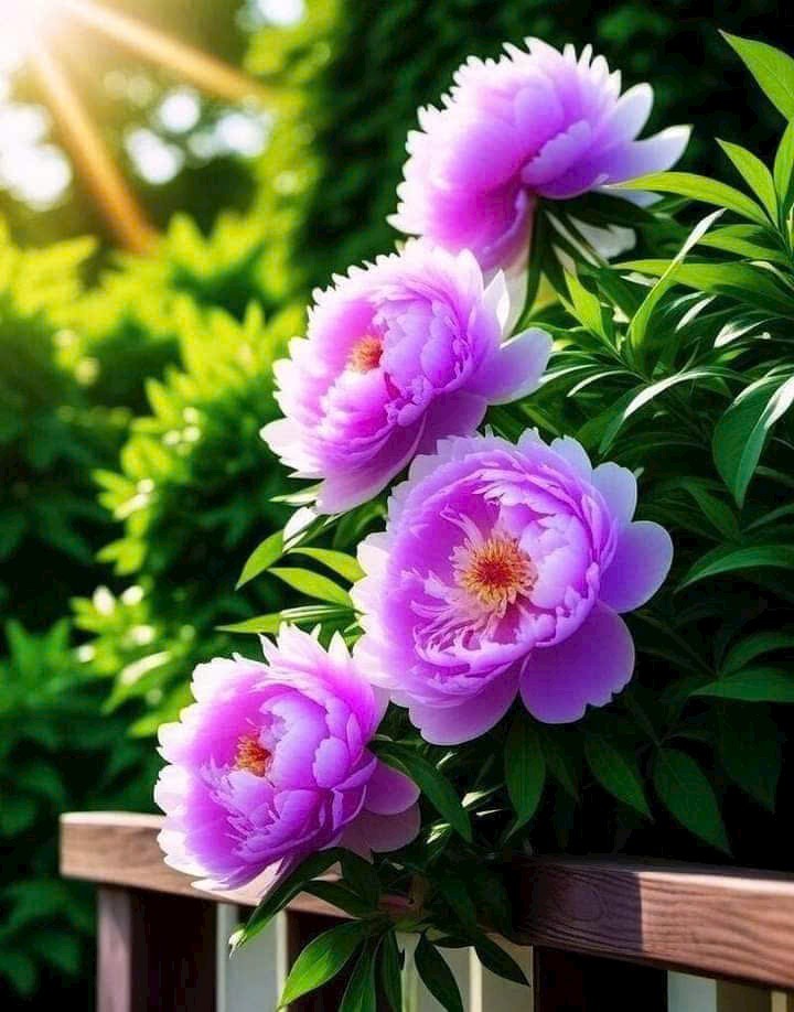 Nhà Trần Quang Khải, Đà Lạt 135m² giá 1.3 tỷ - Đầu tư sinh lời ổn định!