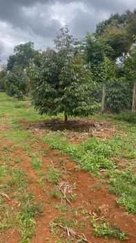 Đất 2,5 sào tại Phước An, Krông Pắc - Giá chỉ 2.35 tỷ, ô tô vào tận nơi!