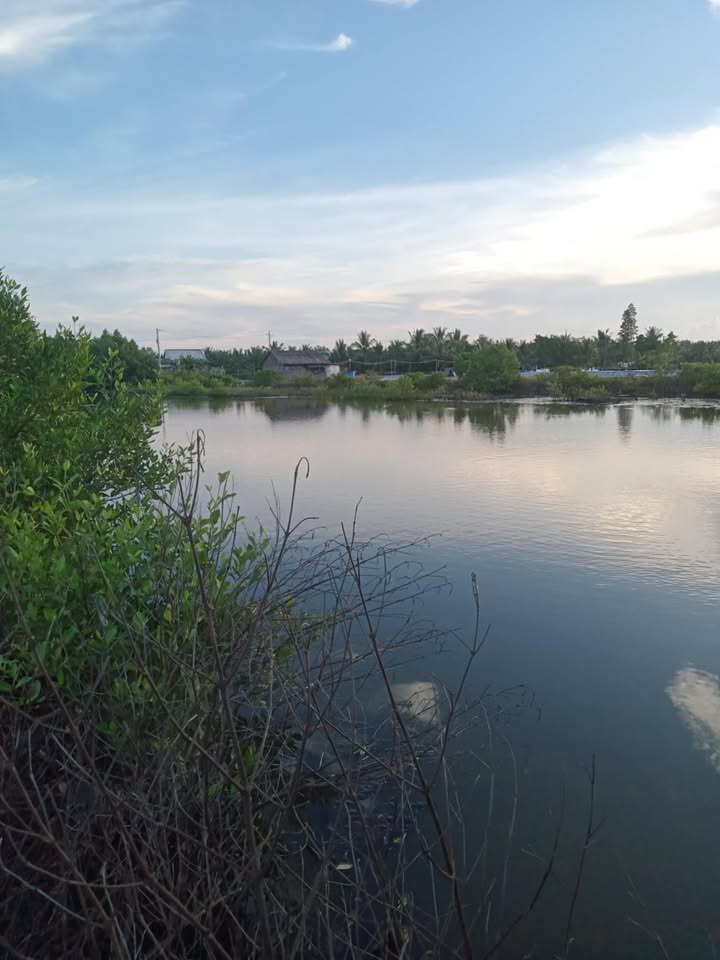 Đất nền 6000m² tại Tân Tiến, Đầm Dơi - Sổ đỏ chính chủ chỉ 330 triệu!