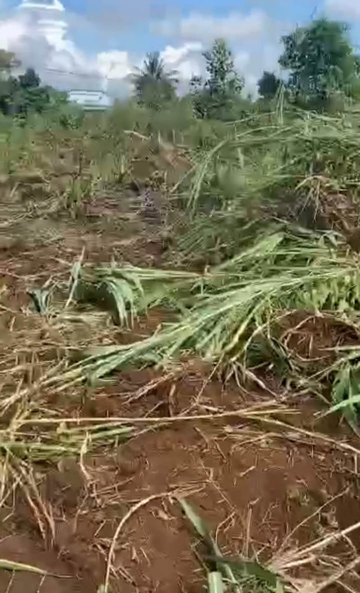 Đất nền xã Phú Lộc, huyện Tân Phú, 1080m² chỉ 650 triệu - Đầu tư sinh lời!