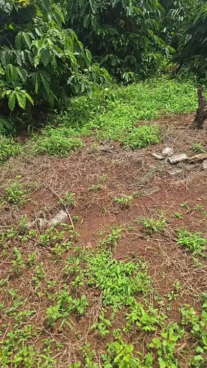 Farm 4ha tại Kon Thụp, Gia Lai giá 6.4 tỷ - Cơ hội đầu tư hấp dẫn!