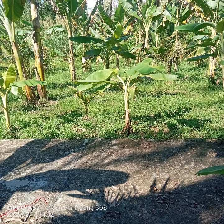 Đất nền Tân Phú Tây Mỏ Cày Bắc 232m² chỉ 350 triệu - Đầu tư sinh lời ngay!