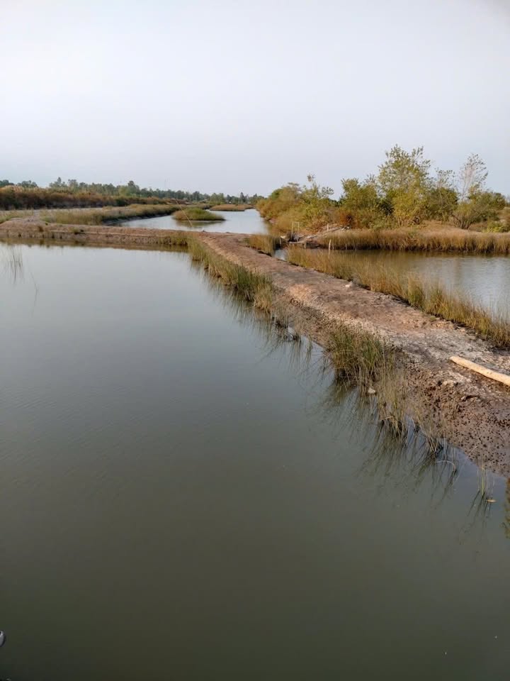 Đất lớn 20 công tại Tạ An Khương, Đầm Dơi chỉ 2.1 tỷ - Cơ hội đầu tư tuyệt vời!