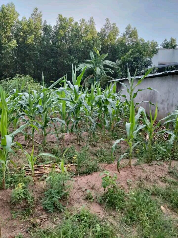 Đất nền Hắc Dịch, Phú Mỹ 619m² giá 1.1 tỷ - Cơ hội đầu tư lý tưởng!