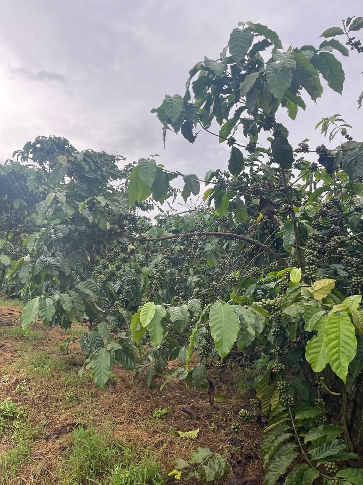 Đất nền Tân Lâm, Di Linh 4360m² giá 2 tỷ - Cơ hội đầu tư hấp dẫn!