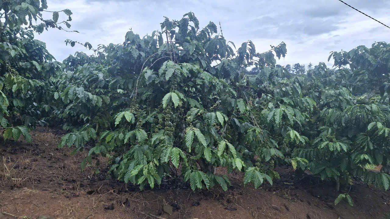 Đất thổ cư Tân Hà Lâm Đồng 10.000m² giá 907 triệu - Pháp lý rõ ràng sẵn sàng sang tên!