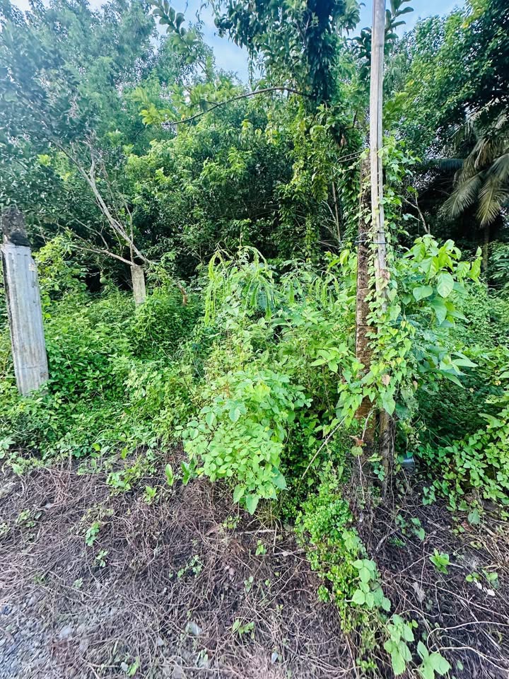 Đất nền Đạo Thạnh, Mỹ Tho 60m² giá 1.45 tỷ - Sổ hồng chính chủ, vị trí đắc địa!