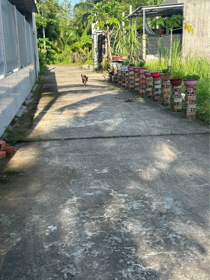 Đất nền hẻm Caphe999, Phú Khương, Bến Tre 120m² - Giá 520 triệu, sổ đỏ chính chủ!