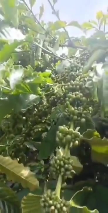 Đất nền Đan Phượng 4448m² giá 1.45 tỷ - Sổ đỏ chính chủ, thương lượng nhẹ