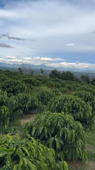 Đất Phúc Tân, Tân Hà 10,000m² giá 6.3 tỷ - Cơ hội đầu tư tuyệt vời!