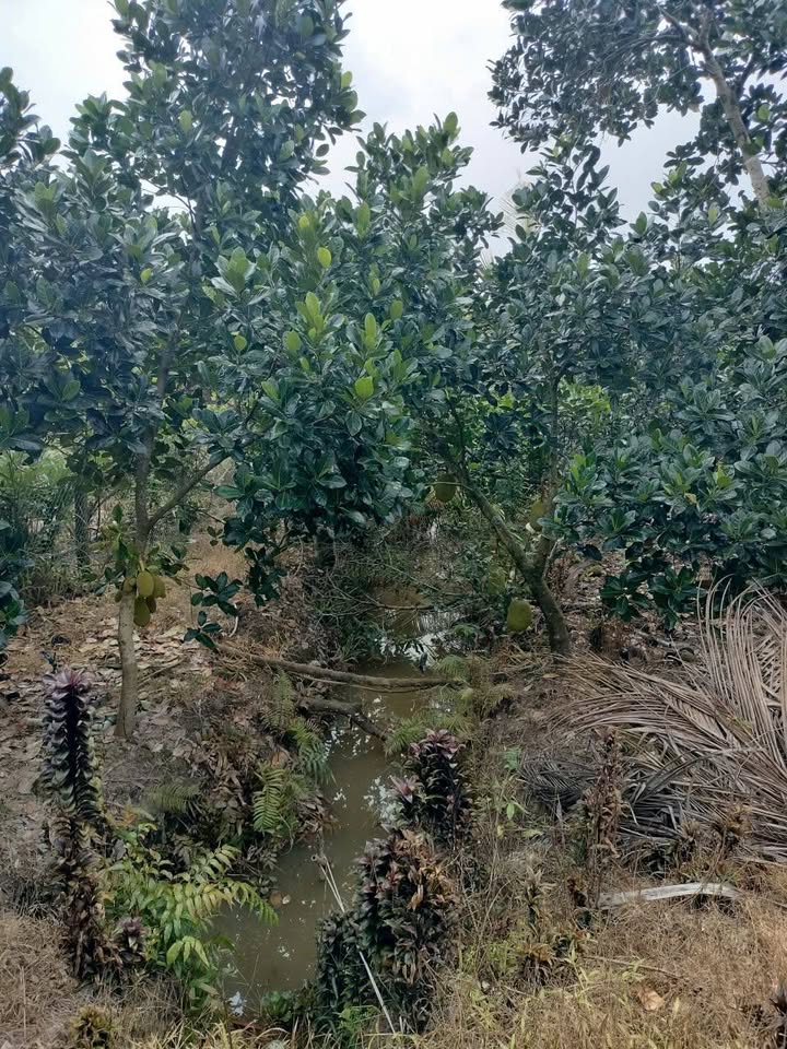 Đất thổ cư tại Thanh Mỹ, Tháp Mười, 6526m² giá 2.6 tỷ - Sổ đỏ chính chủ!