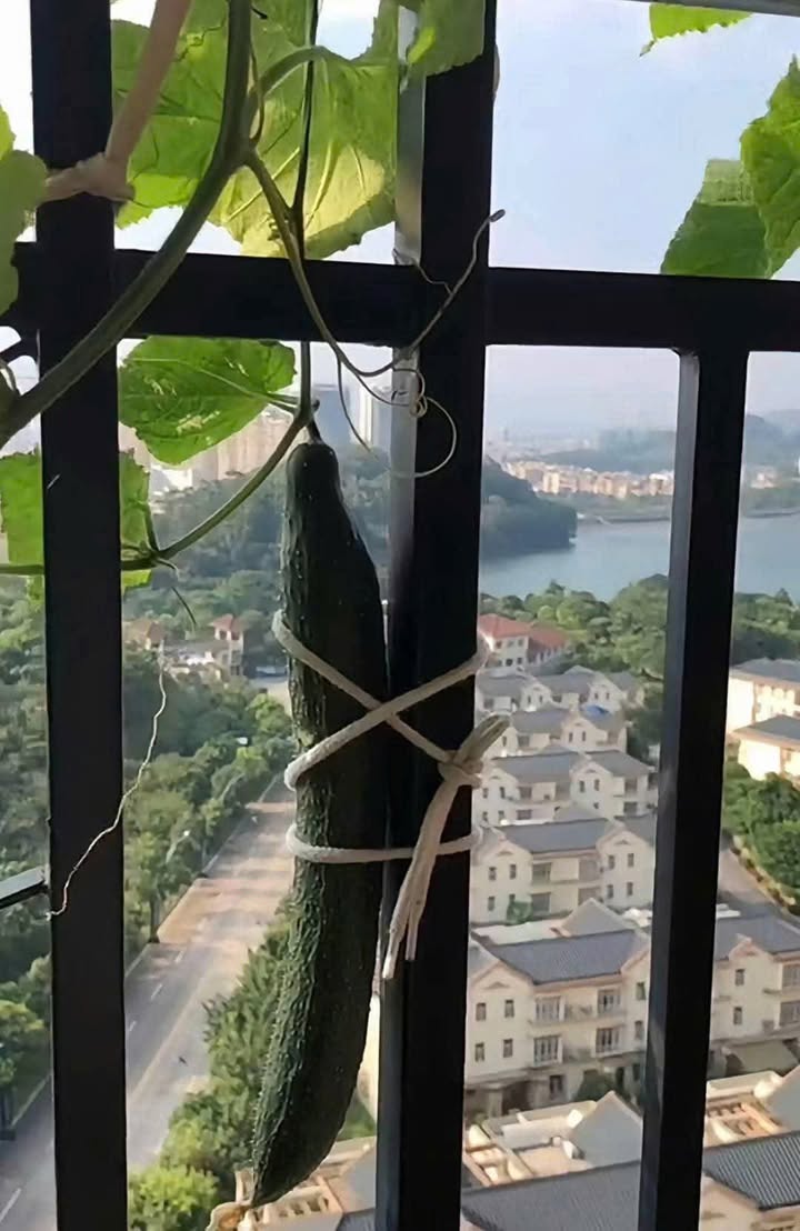 Nhà cấp 4 Cẩm Toại Trung, Hòa Vang, Đà Nẵng 243m² giá 1.6 tỷ - Tiềm năng phát triển lớn!