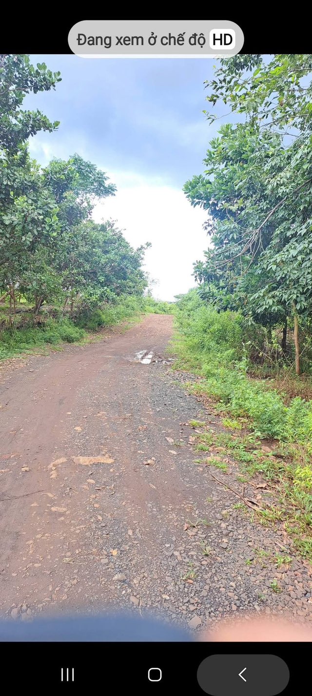 Vườn sầu riêng Thái 8365m² xã Tân Tiến, giá 1.4 tỷ - Đầu tư sinh lời ngay!