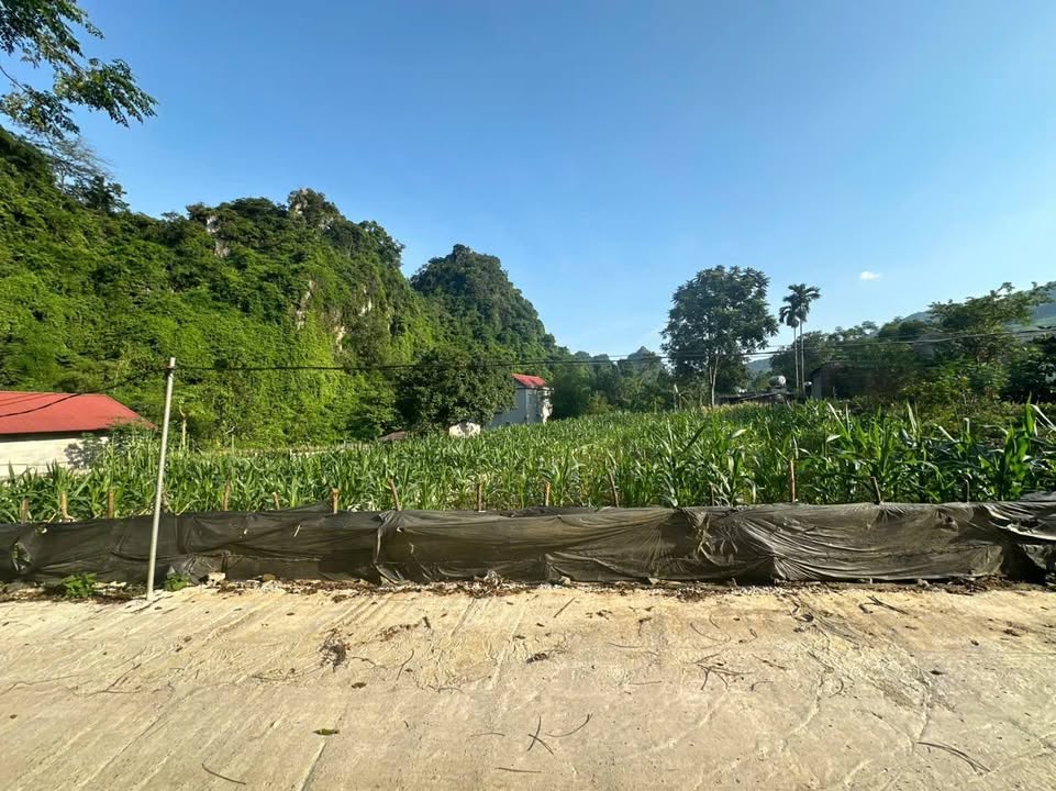 Đất thổ cư 1200m² tại Cao Dương, Lương Sơn - Giá chỉ 4 tỷ!