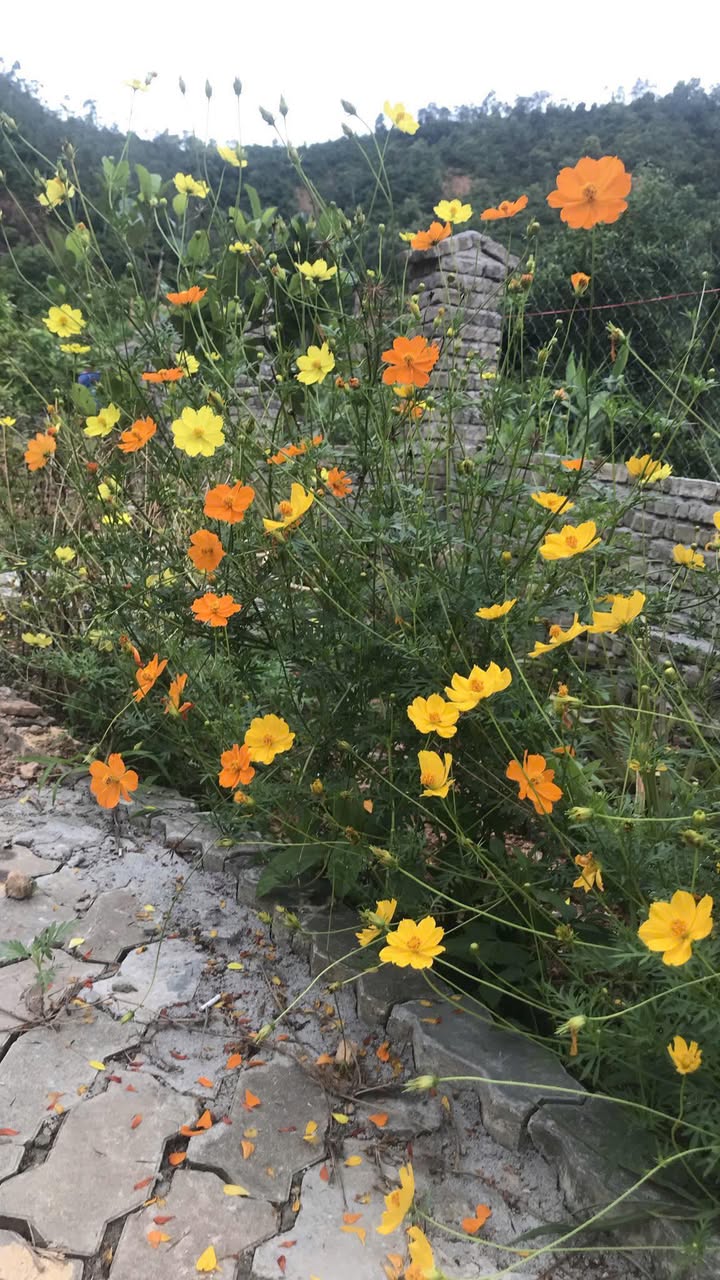 Đất trang trại nghỉ dưỡng 350m² Hòa Khánh Nam - Cách Bến xe Đà Nẵng chỉ 5 phút!