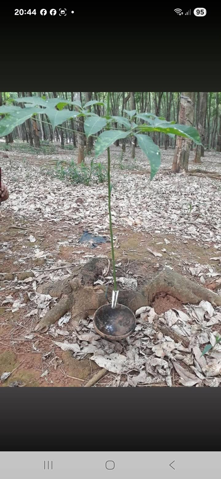 Đất cao su 39,000m² tại xã Tân Hòa - Gần khu dân cư, giá chỉ 1.45 tỷ!