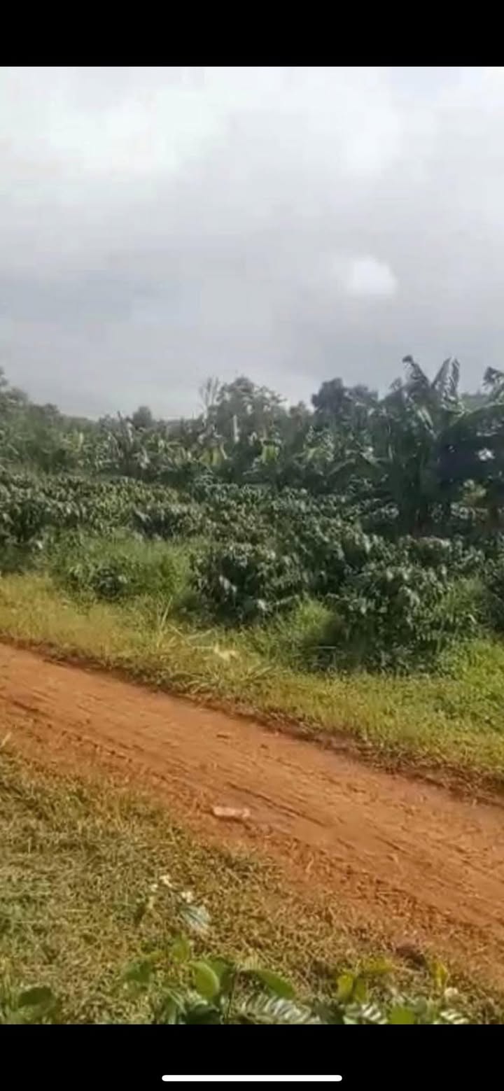 Đất nền 12.000m² tại đường Đoàn Thị Điểm, Bảo Lộc, Lâm Đồng - Giá 6.5 tỷ, cơ hội đầu tư tuyệt vời!