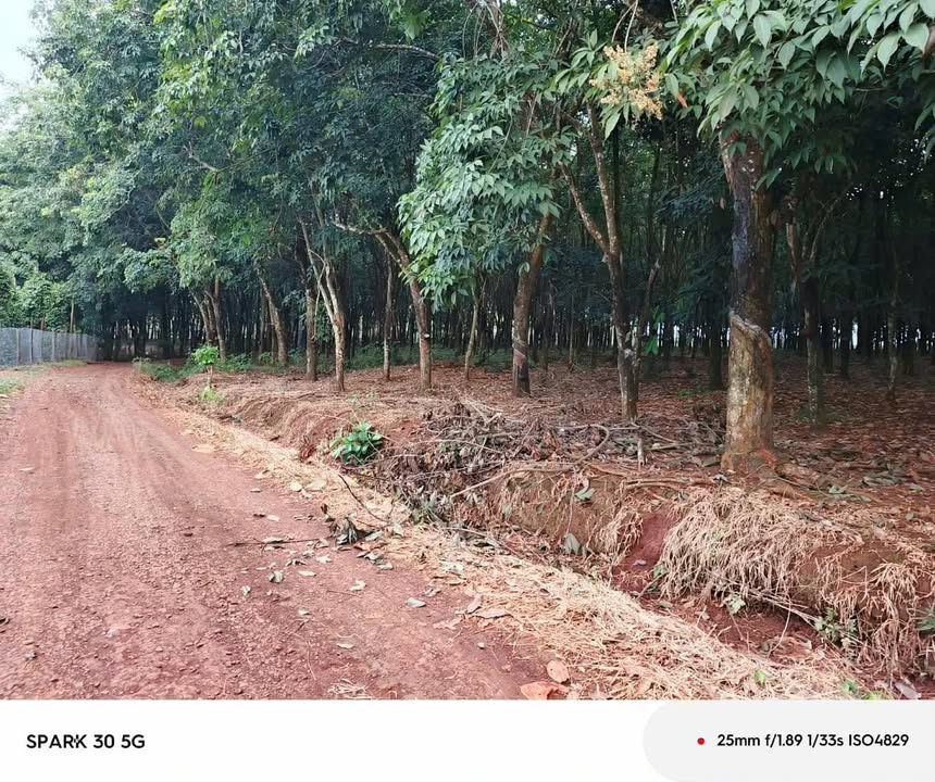Đất farm Lộc Quang, Lộc Ninh 10.000m² giá 1.9 tỷ - Cơ hội đầu tư hấp dẫn!