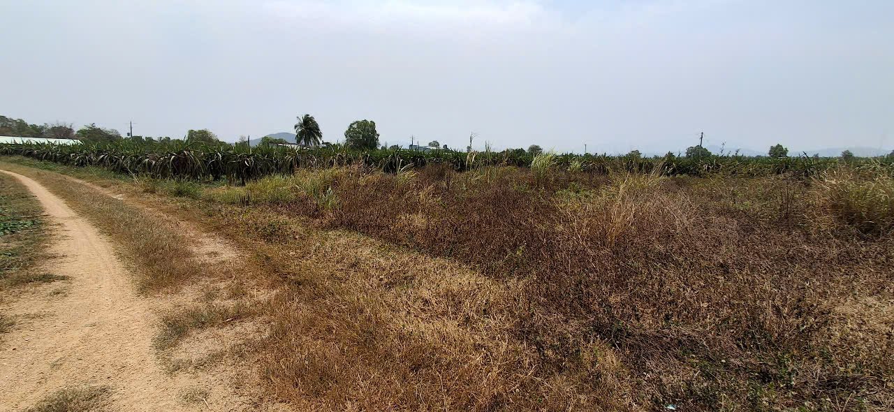 Đất cây lâu năm 2.000m² tại Xuân Điền, Hàm Hiệp - Giá chỉ 640 triệu VND!