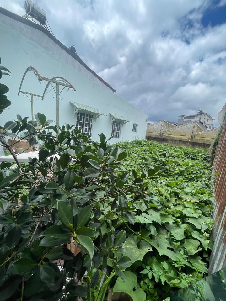 Nhà nguyên căn cho thuê tại Đà Lạt 50m² giá 4.5 triệu - Sân vườn trồng rau lý tưởng!