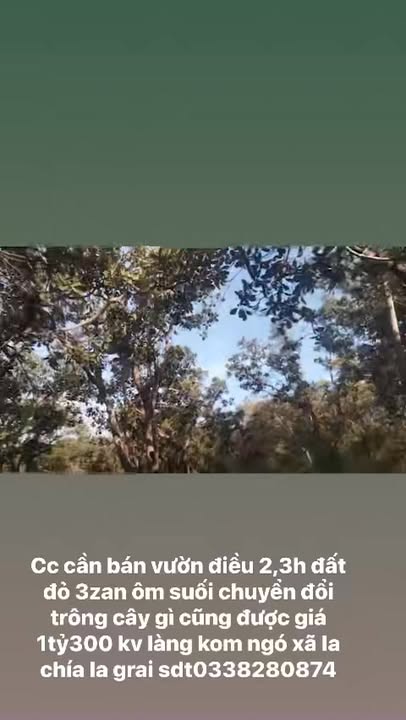 Đất vườn điều 23.000m² tại Ia Chia, Ia Grai - Giá tốt 1.3 tỷ, thương lượng!